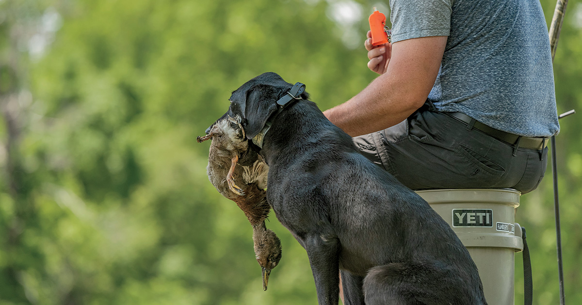 Retriever with a duck. Photo by Michael Clingan/Montana Outdoor Imagery